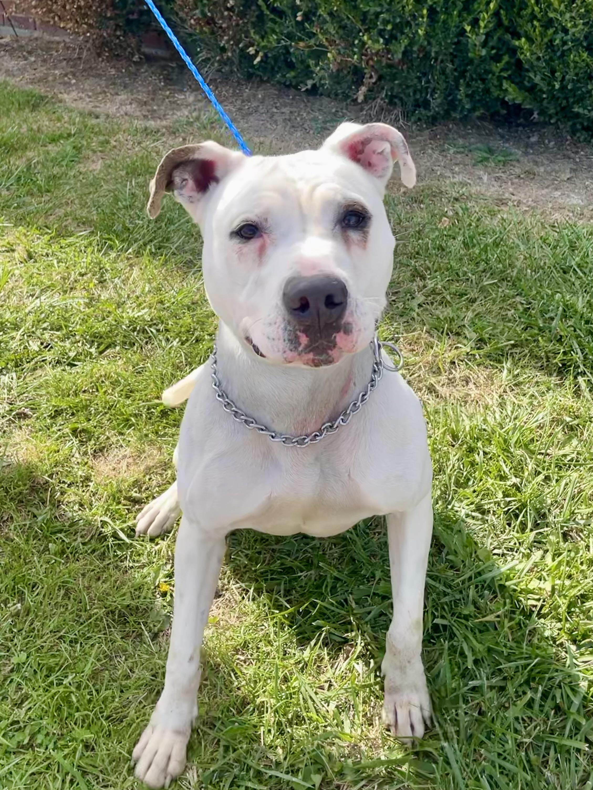 Enlarge Hidy, a ADOPTABLE Pit Bull Terrier in Washington Court House, OH image 4/4