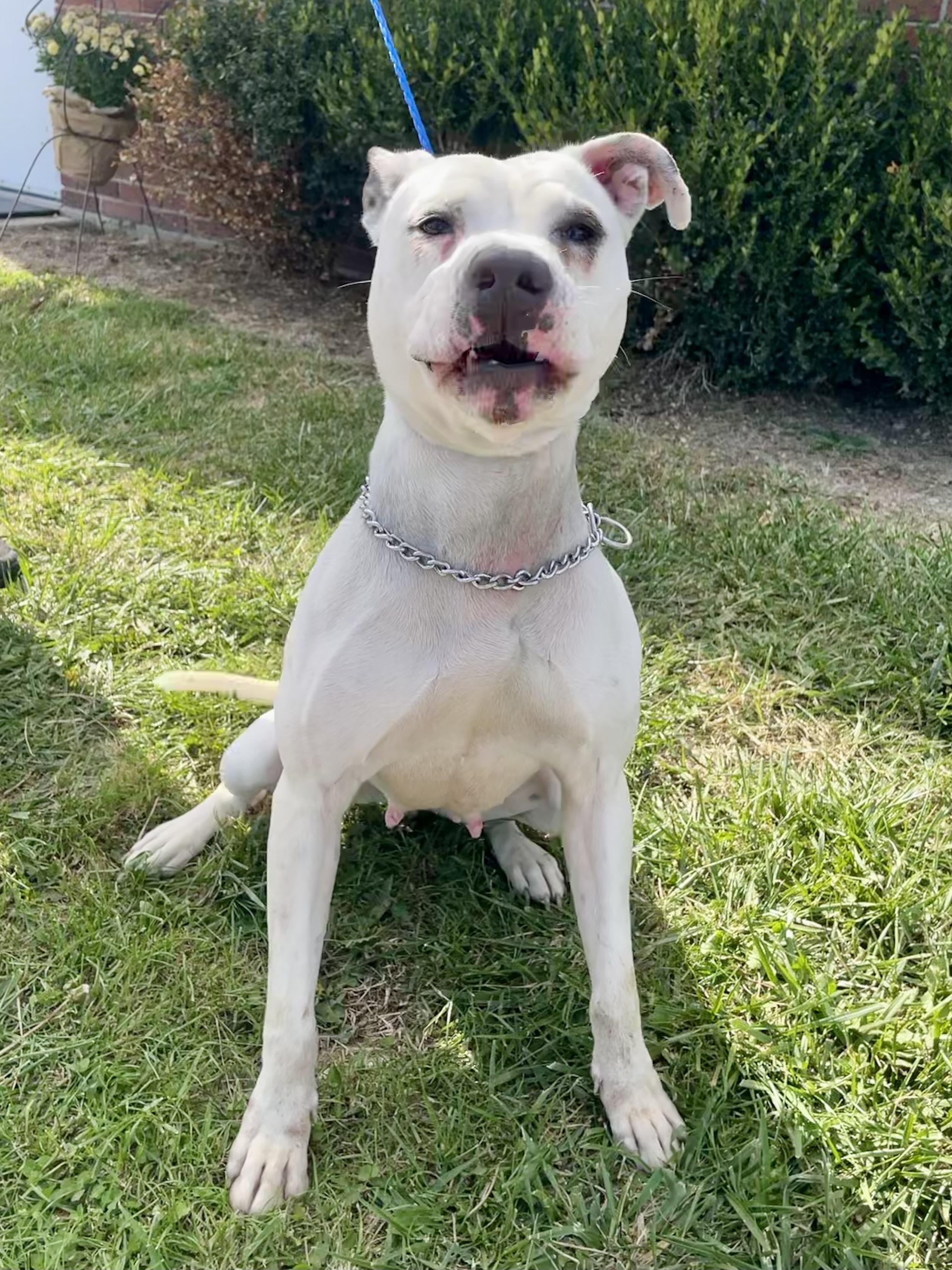 Enlarge Hidy, a ADOPTABLE Pit Bull Terrier in Washington Court House, OH image 2/4