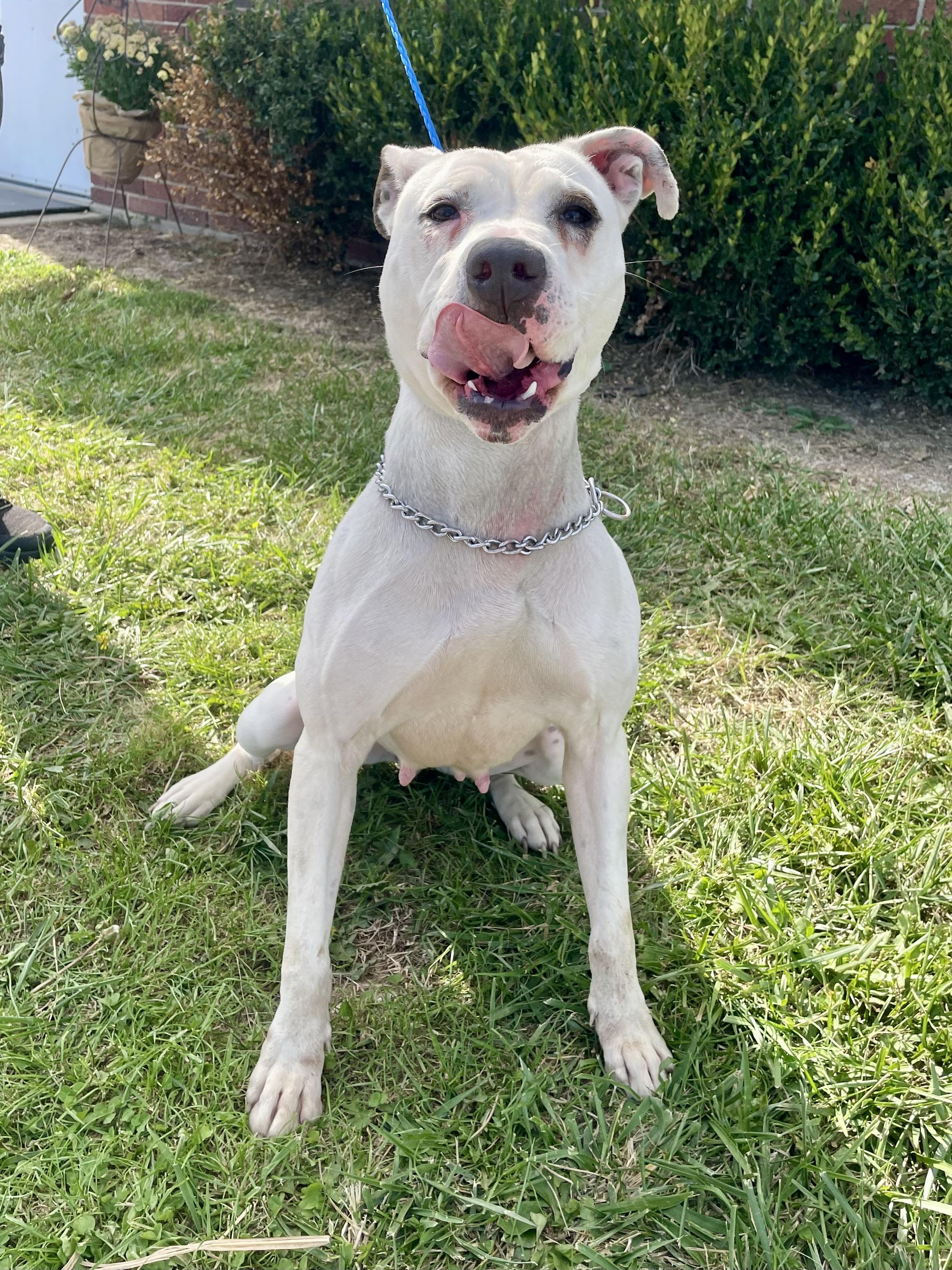Enlarge Hidy, a ADOPTABLE Pit Bull Terrier in Washington Court House, OH image 1/4