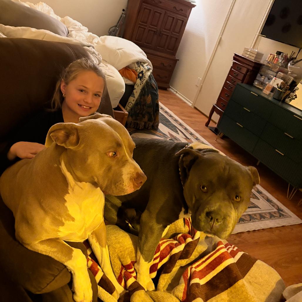 Enlarge Shay, a Adoptable American Staffordshire Terrier in Dallas, TX image 1/6