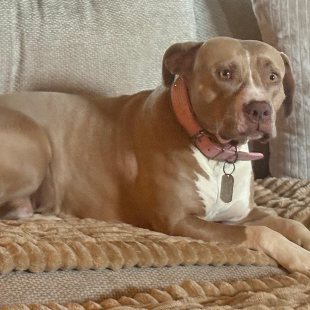 Enlarge Shay, a Adoptable American Staffordshire Terrier in Dallas, TX image 3/6