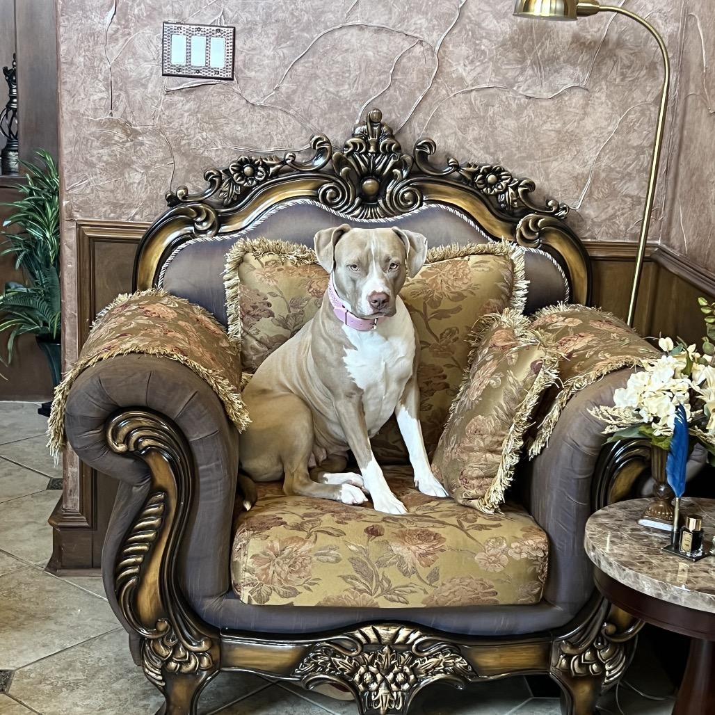 Enlarge Shay, a Adoptable American Staffordshire Terrier in Dallas, TX image 4/6