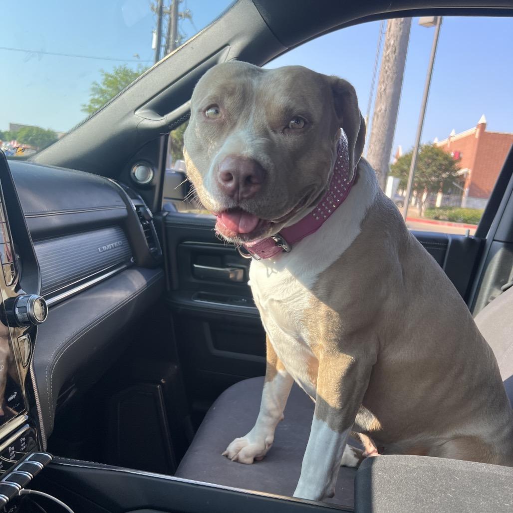 Enlarge Shay, a Adoptable American Staffordshire Terrier in Dallas, TX image 5/6