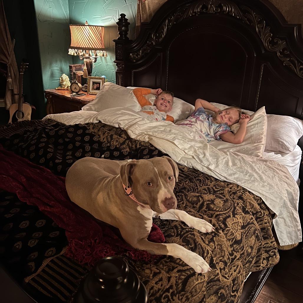 Enlarge Shay, a Adoptable American Staffordshire Terrier in Dallas, TX image 6/6