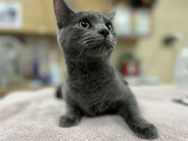 Enlarge LEMON MERINGUE, a Adoptable Domestic Short Hair in Aliquippa, PA image 1/1