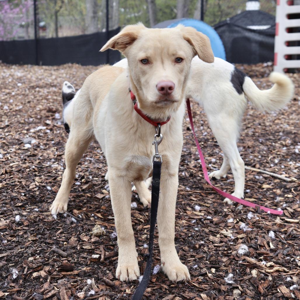 Cody *I'm available for foster to adopt!*, Adoptable, Young Male Labrador Retriever & Mixed Breed.