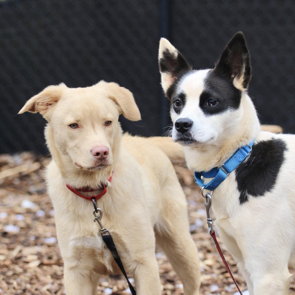 Cody *I'm available for foster to adopt!*, a Adoptable mixed breed in Briarcliff Manor, NY image 2/5