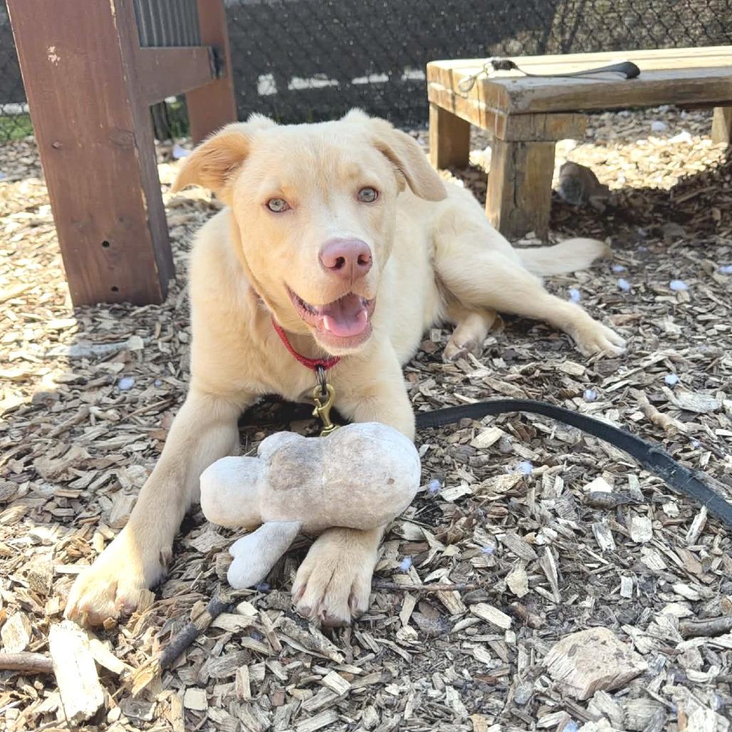 Enlarge Cody *I'm available for foster to adopt!*, a Adoptable Labrador Retriever in Briarcliff Manor, NY image 1/5