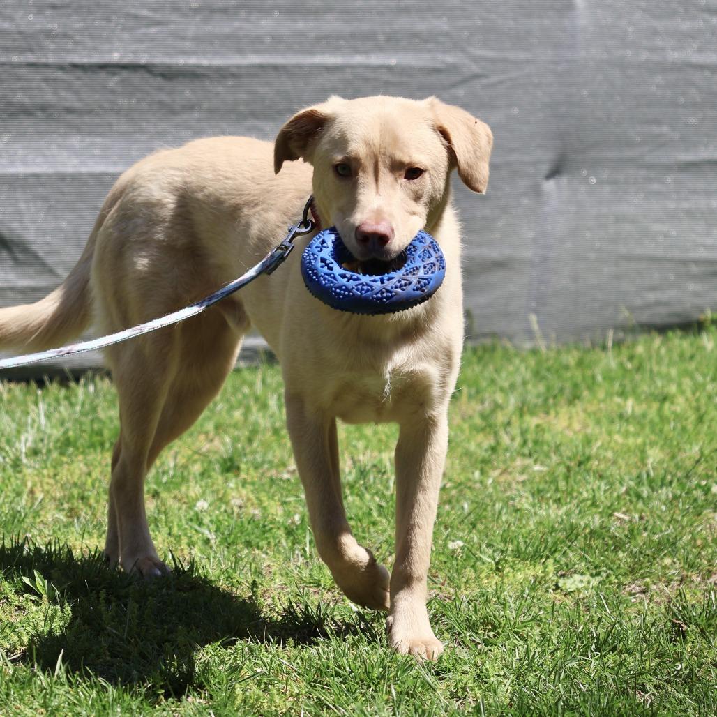Enlarge Cody *I'm available for foster to adopt!*, a Adoptable mixed breed in Briarcliff Manor, NY image 4/6