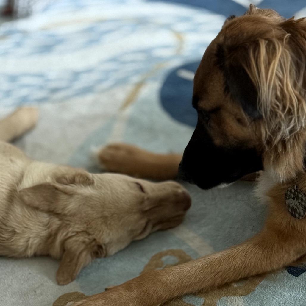 Enlarge Cody *I'm available for foster to adopt!*, a Adoptable Labrador Retriever in Briarcliff Manor, NY image 2/5