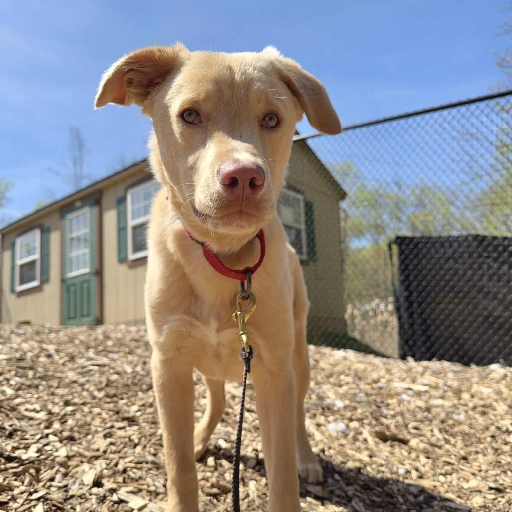 Enlarge Cody *I'm available for foster to adopt!*, a Adoptable Labrador Retriever in Briarcliff Manor, NY image 3/5