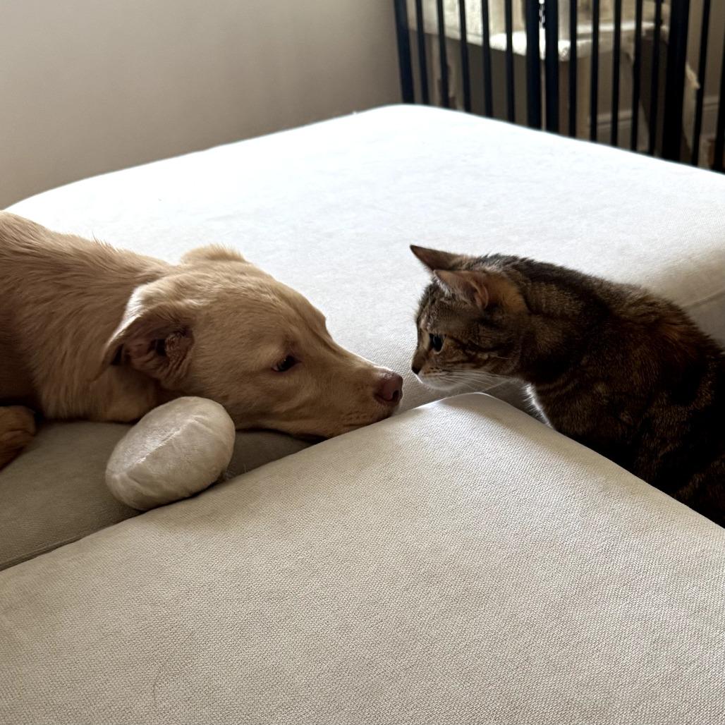 Enlarge Cody *I'm available for foster to adopt!*, a Adoptable Labrador Retriever in Briarcliff Manor, NY image 4/5