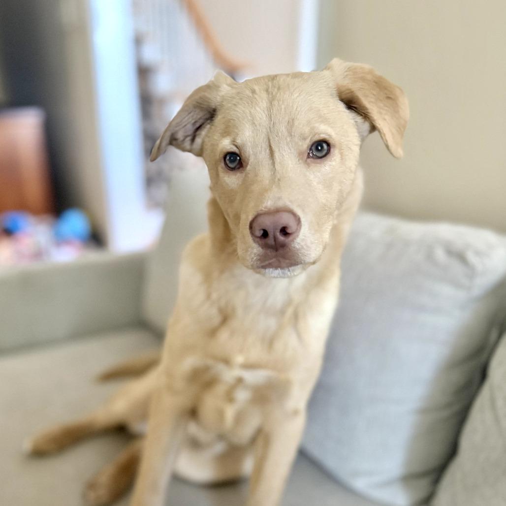 Enlarge Cody *I'm available for foster to adopt!*, a Adoptable Labrador Retriever in Briarcliff Manor, NY image 5/5