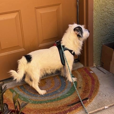 Enlarge KINGSTON , an adopted Wirehaired Terrier in Las Vegas, NV image 3/3