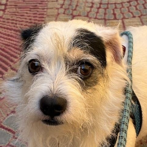 Enlarge KINGSTON , an adopted Wirehaired Terrier in Las Vegas, NV image 1/3