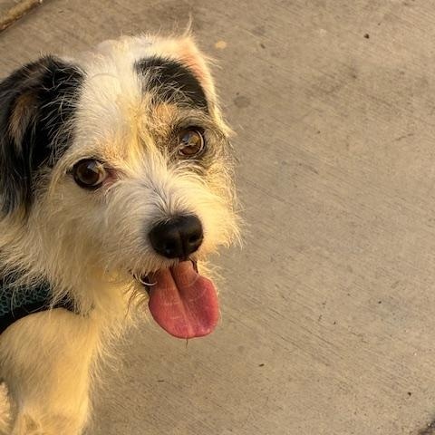 Enlarge KINGSTON , an adopted Wirehaired Terrier in Las Vegas, NV image 2/3