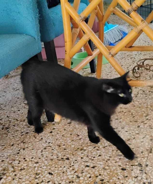 Agata, Adoptable, Adult Male Domestic Short Hair.