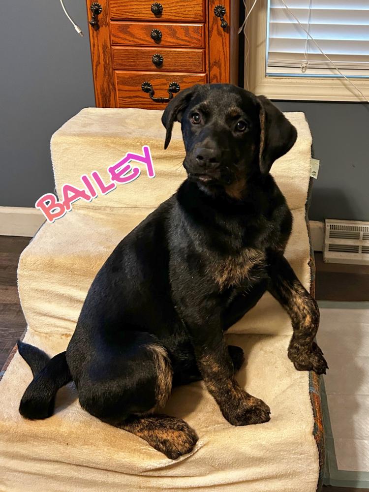 Enlarge Bailey, a Adoptable mixed breed in Irwin, PA image 1/3