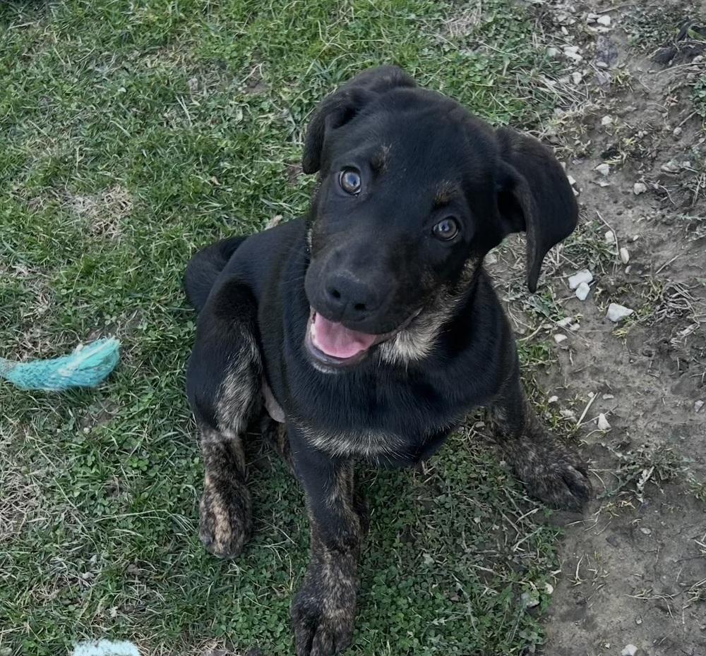 Enlarge Bailey, a Adoptable mixed breed in Irwin, PA image 2/3