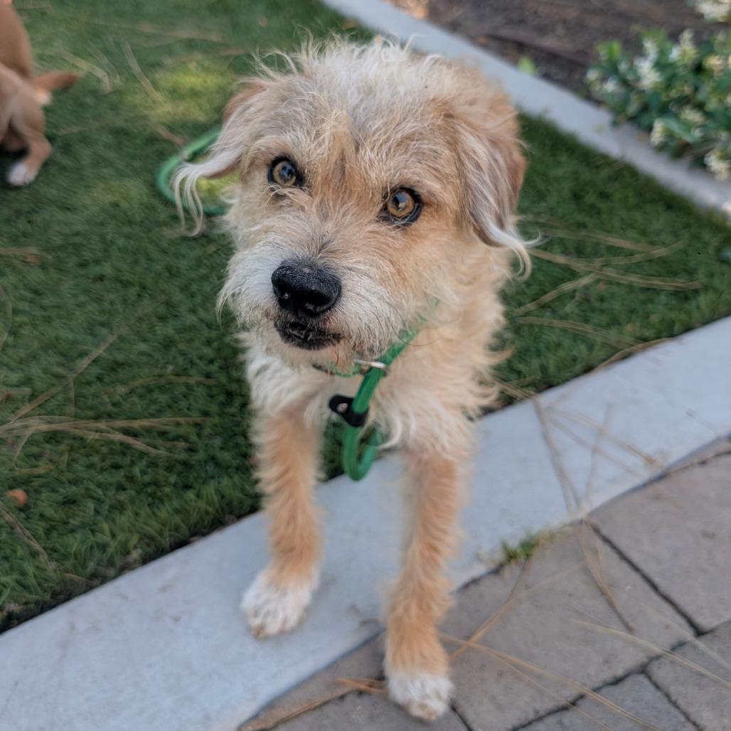 Enlarge Marlowe- City of Industry Location, a Adoptable mixed breed in Chino Hills, CA image 1/6