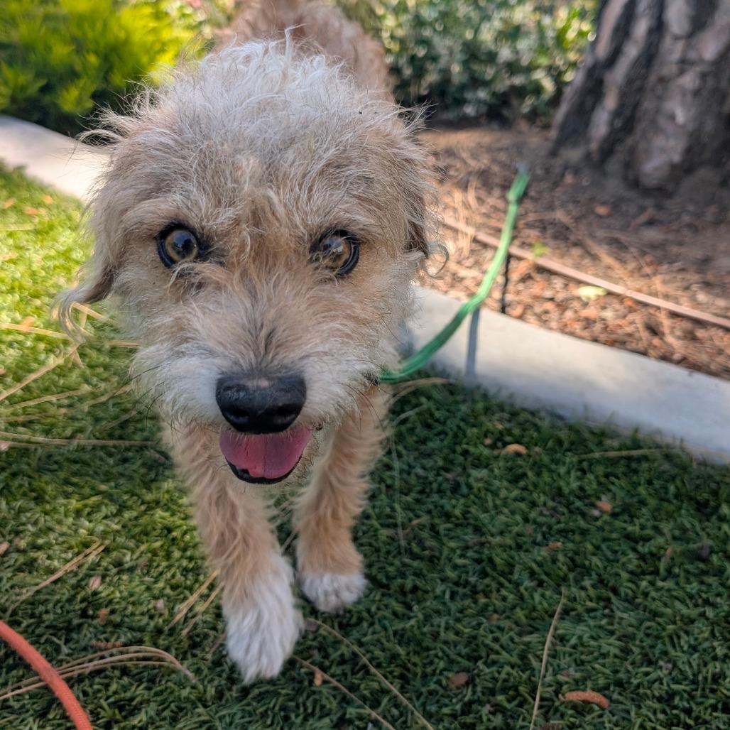 Enlarge Marlowe- City of Industry Location, a Adoptable mixed breed in Chino Hills, CA image 2/6