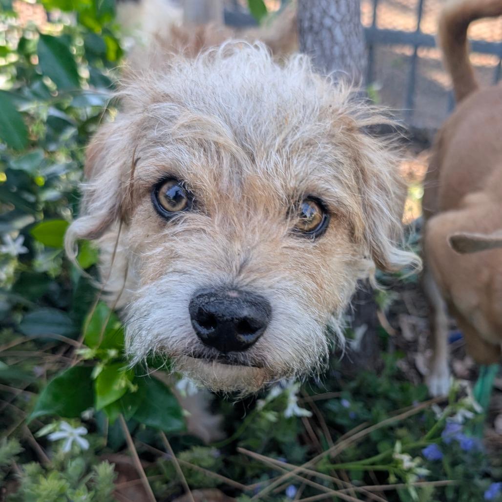Enlarge Marlowe- City of Industry Location, a Adoptable mixed breed in Chino Hills, CA image 3/6