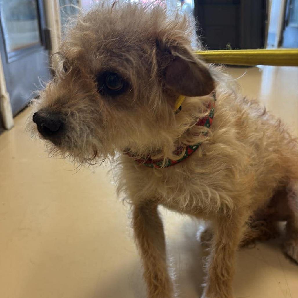 Enlarge Marlowe- City of Industry Location, a Adoptable mixed breed in Chino Hills, CA image 4/6