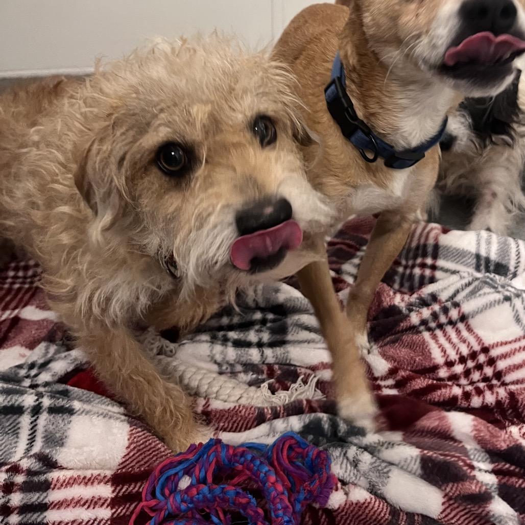 Enlarge Marlowe- City of Industry Location, a Adoptable mixed breed in Chino Hills, CA image 5/6