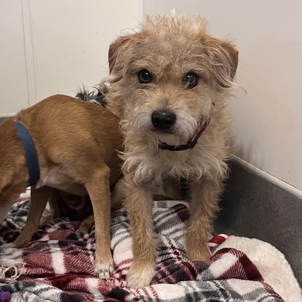 Enlarge Marlowe- City of Industry Location, a Adoptable mixed breed in Chino Hills, CA image 6/6