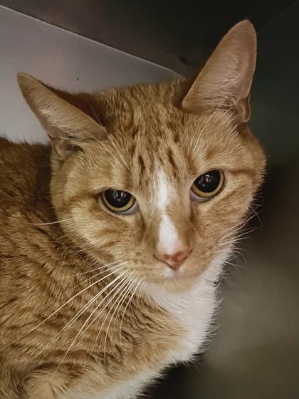 Yeti Buzz, Adult Male Domestic Short Hair
