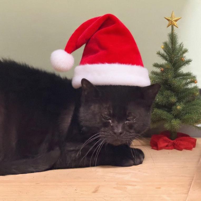 Enlarge Esme, a Adoptable Domestic Short Hair in Ponte Vedra Beach, FL image 1/4