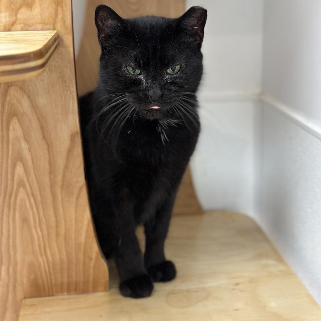 Enlarge Esme, a Adoptable Domestic Short Hair in Ponte Vedra Beach, FL image 2/4