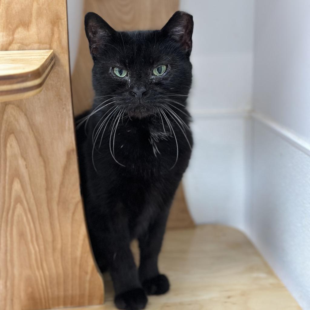 Enlarge Esme, a Adoptable Domestic Short Hair in Ponte Vedra Beach, FL image 3/4