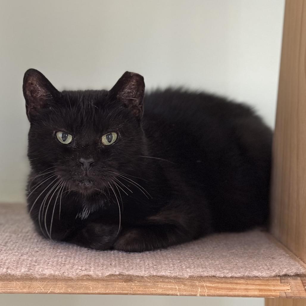 Enlarge Esme, a Adoptable Domestic Short Hair in Ponte Vedra Beach, FL image 4/4