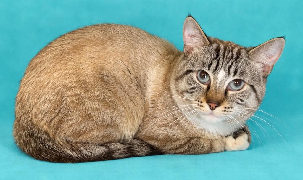 Herbert, Adoptable, Kitten Male Domestic Short Hair.