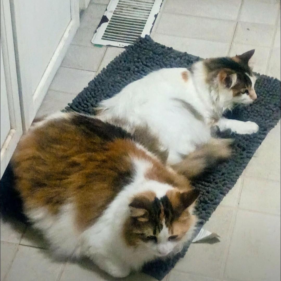 Biscuit and YoYo, Adoptable, Adult Female Norwegian Forest Cat.