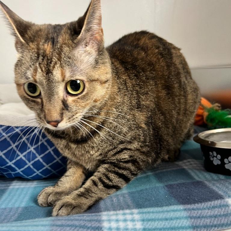 Tinker, Adoptable, Adult Female Domestic Short Hair.