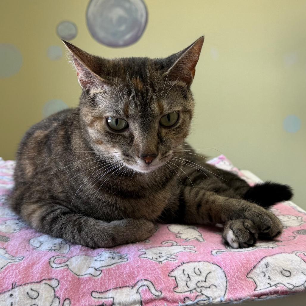 Enlarge Tinker, a Adoptable Domestic Short Hair in Archbold , OH image 2/2