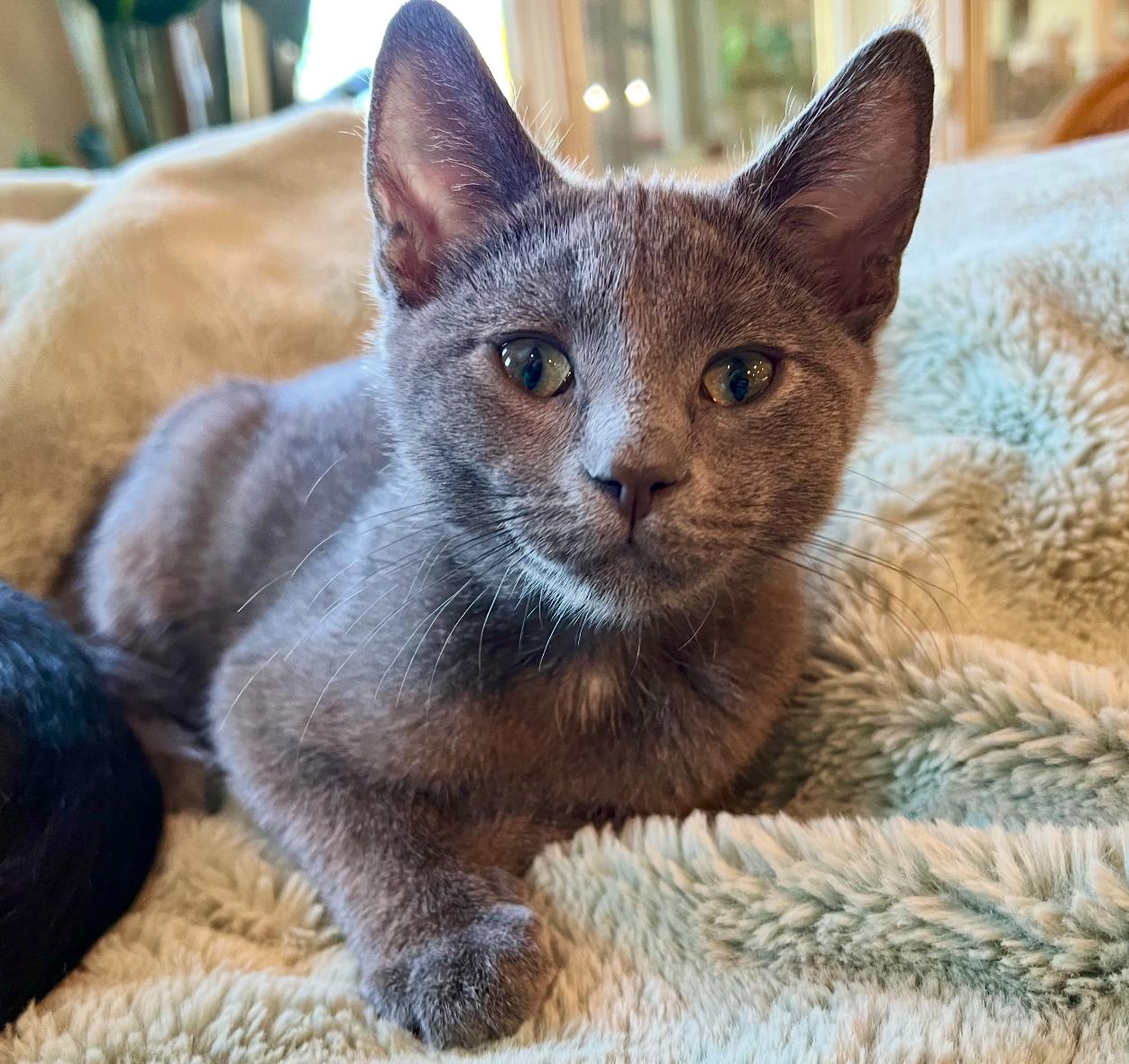 Smoky, a ADOPTABLE Domestic Short Hair in ladera ranch, CA image 3/3