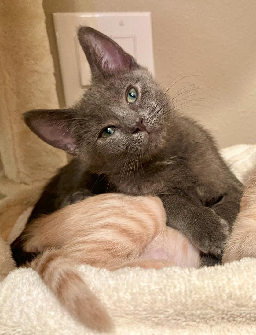 Smoky, a ADOPTABLE Domestic Short Hair in ladera ranch, CA image 2/3