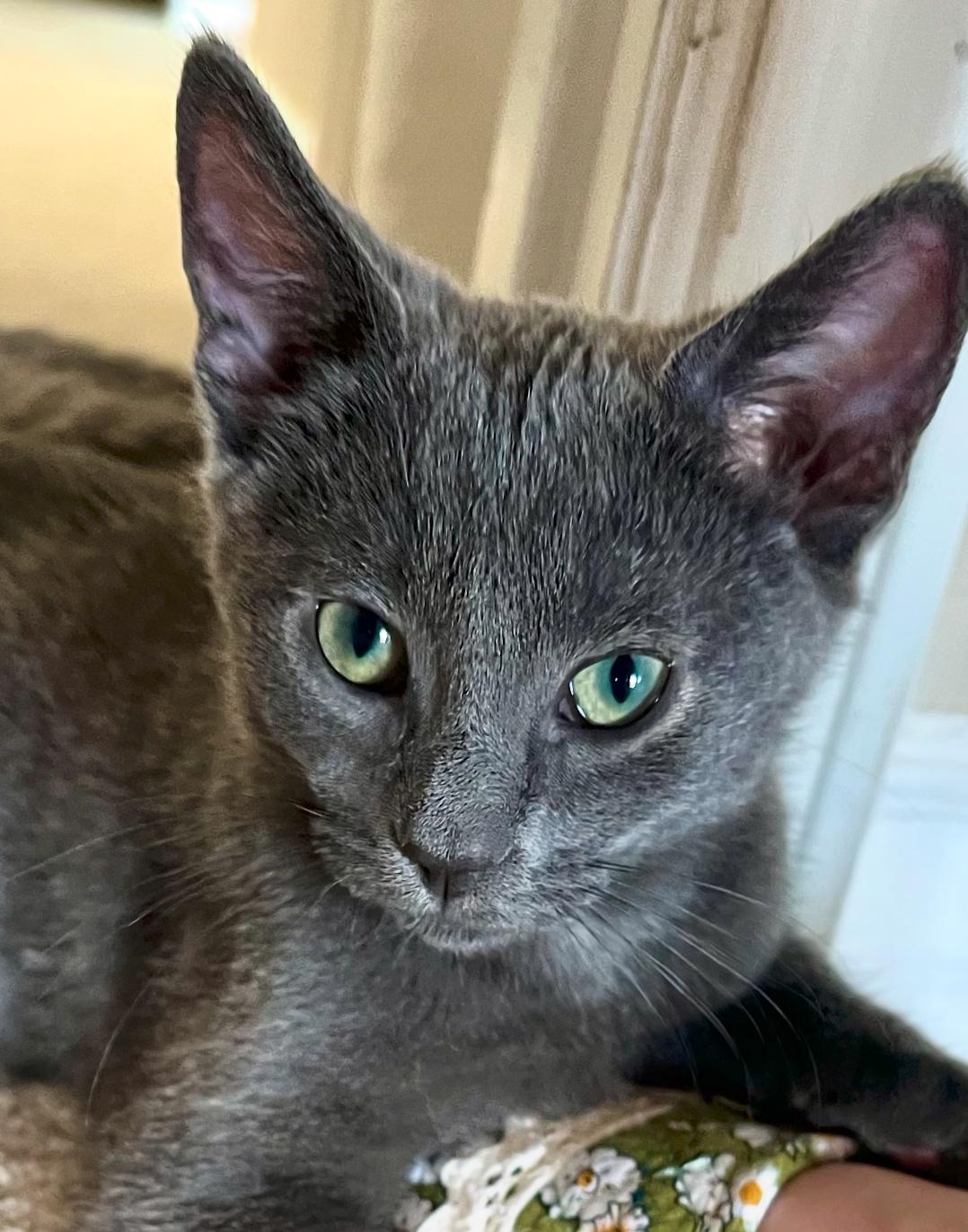 Smoky, a ADOPTABLE Domestic Short Hair in ladera ranch, CA image 1/3