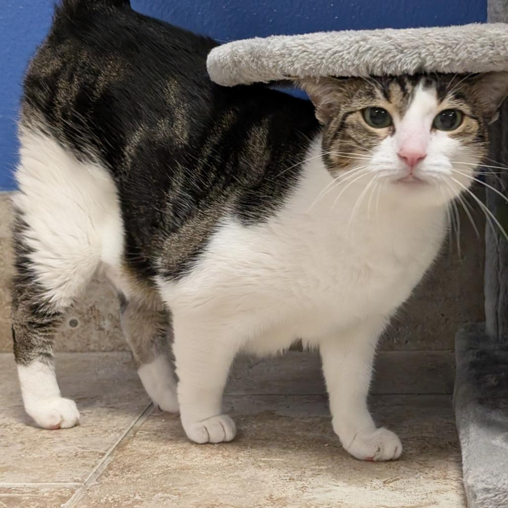 Enlarge Whinnie, a Adoptable Domestic Short Hair in Titusville, FL image 1/6