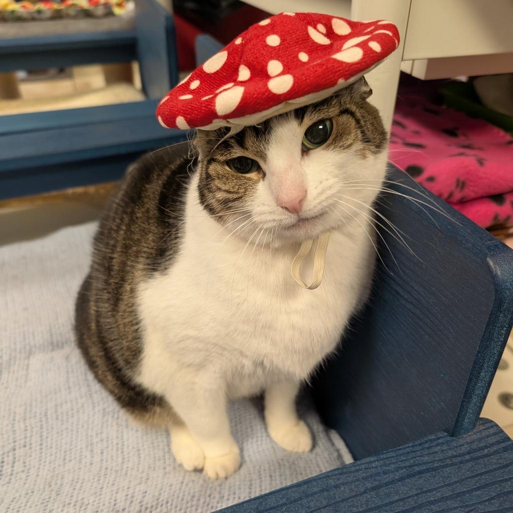 Enlarge Whinnie, a Adoptable Domestic Short Hair in Titusville, FL image 2/6