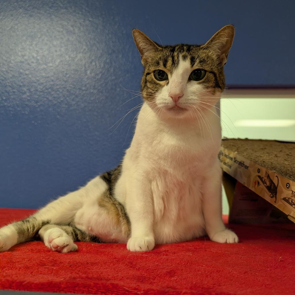 Enlarge Whinnie, a Adoptable Domestic Short Hair in Titusville, FL image 3/6