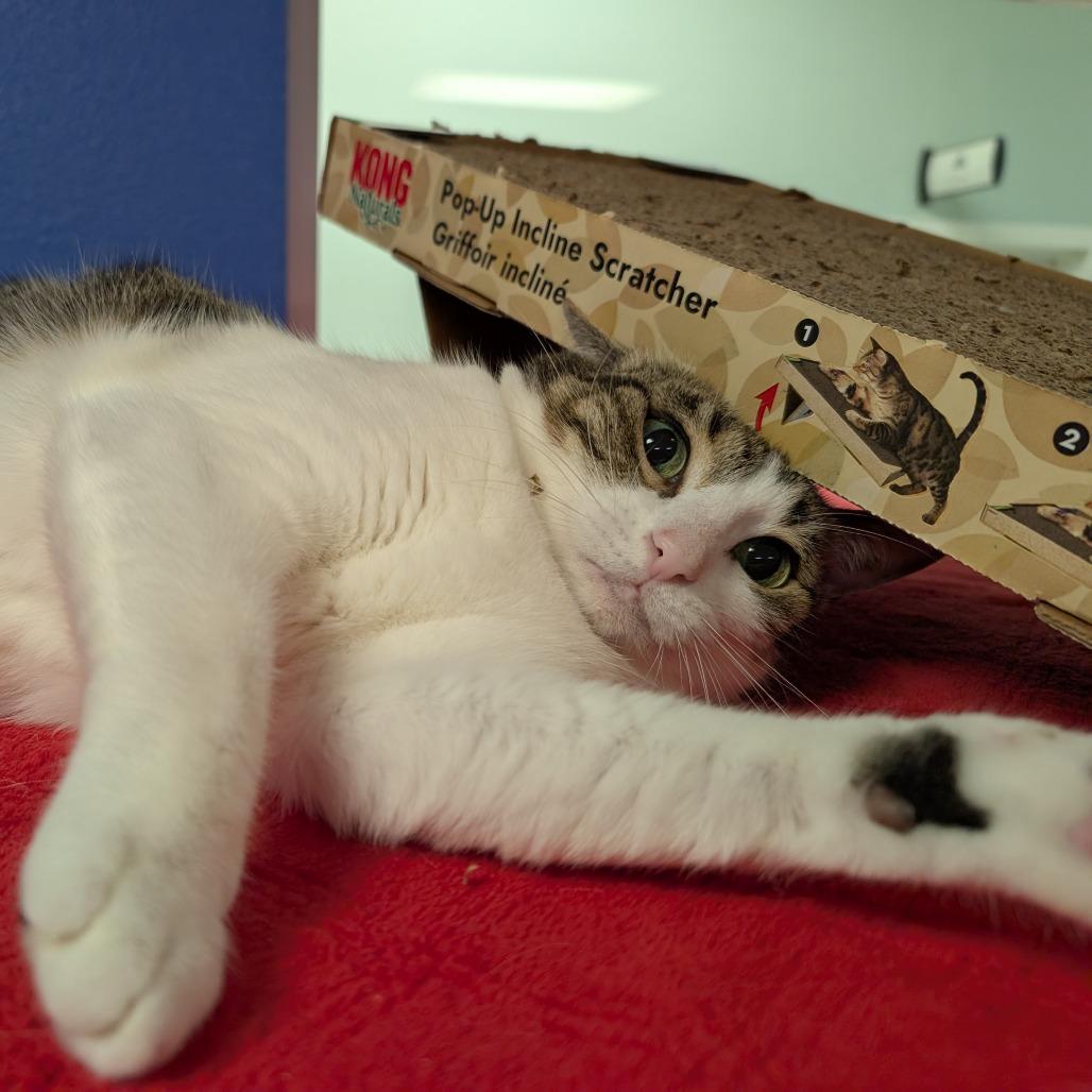 Enlarge Whinnie, a Adoptable Domestic Short Hair in Titusville, FL image 4/6