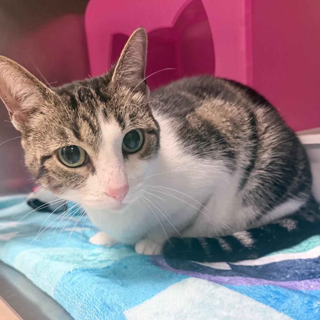 Enlarge Whinnie, a Adoptable Domestic Short Hair in Titusville, FL image 5/6