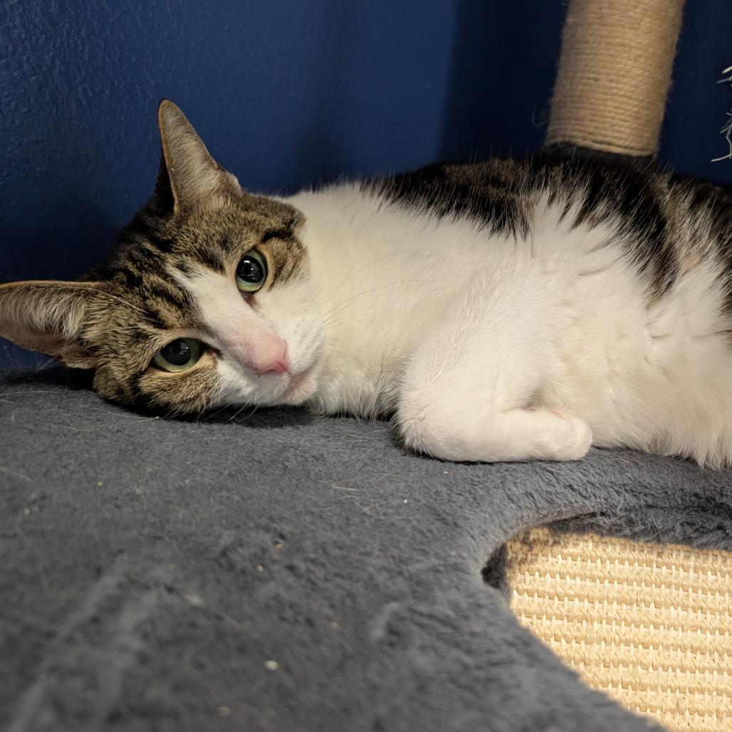 Enlarge Whinnie, a Adoptable Domestic Short Hair in Titusville, FL image 6/6