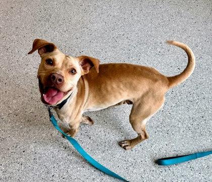 Enlarge Pettyluyah, a Adoptable Mixed Breed in Twinsburg, OH image 1/2