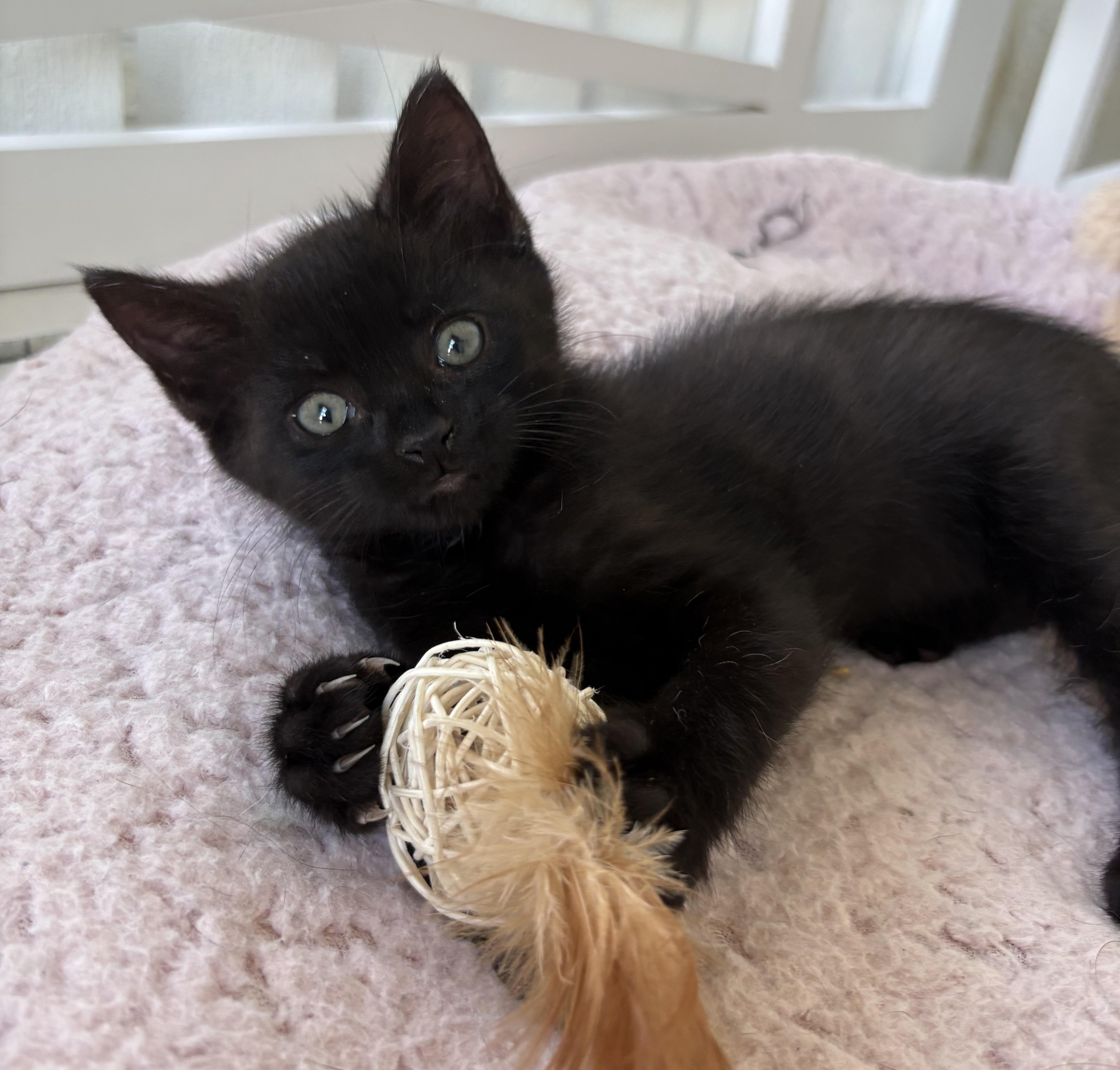 Violet, Baby Female unknown