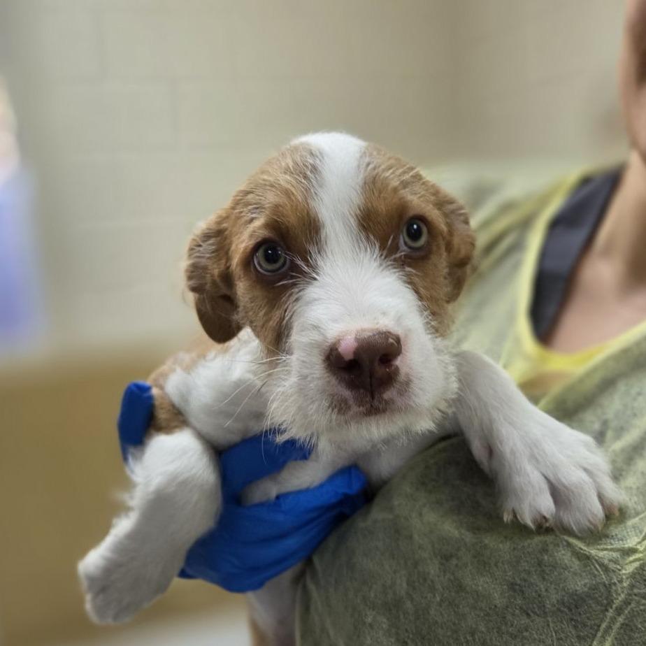 Quill, Adoptable, Puppy Male Wirehaired Terrier & Mixed Breed.